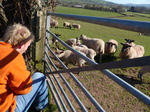 FZ004151 Marijn sheep whisperer.jpg